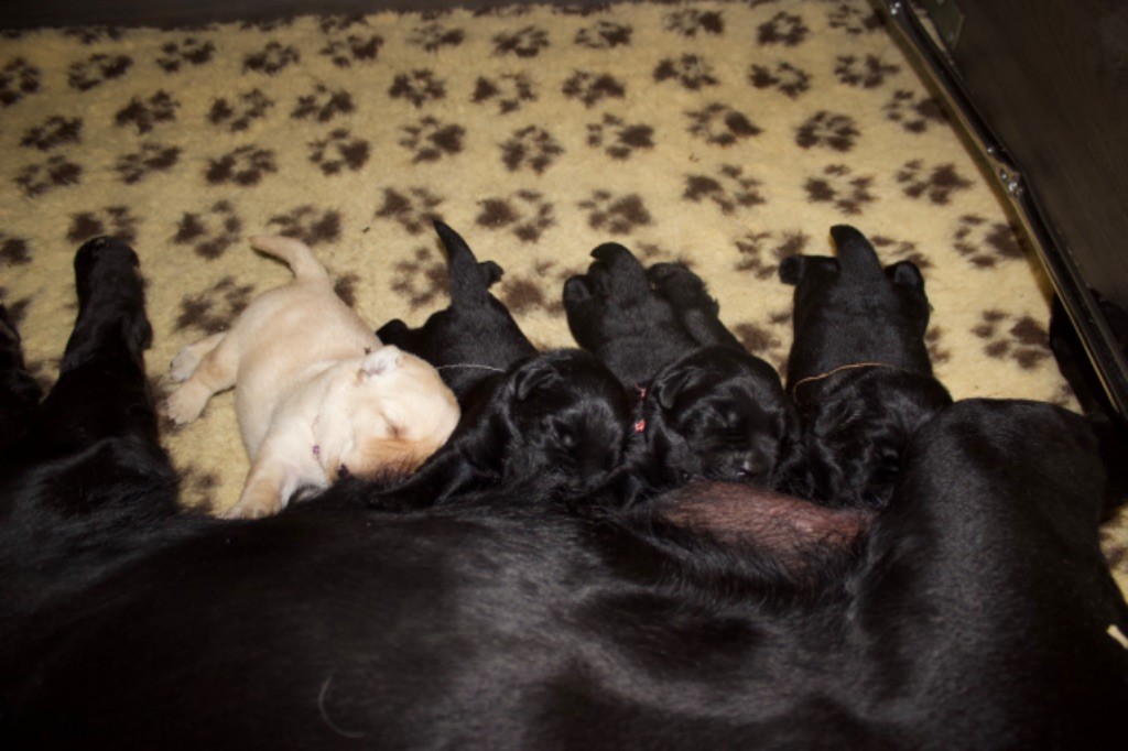 chiot Labrador Retriever Du Trésor D'Ilys